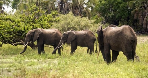 Young elephant bulls as seen on your Selous Game Reserve safari