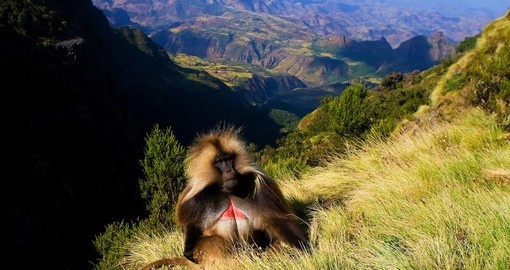 A Gelada baboon sitting on top of the cliff in the Semien Mountains makes for an interesting photo opportunity while on your Ethiopia vacation.