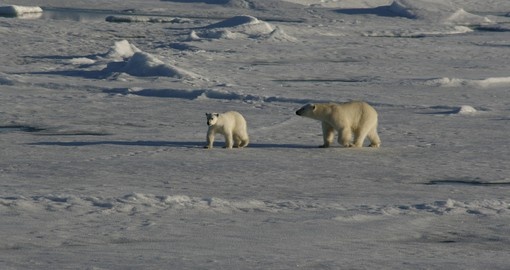 The polar bear that resides in the Arctic is a sight that would amaze anyone on their Arctic Vacation
