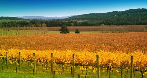 Explore the golden Yarra Valley Vineyard in the Autumn during your next Australia vacations.