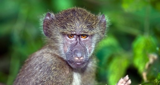 A young baboon in the forest near Lake Manara National Park is a great photo opportunity while on your Tanzania safari.