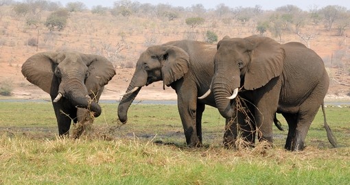 Elephants grazing, Chobe National Park