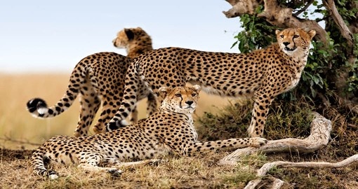 Discover Cheetahs while their busy with their life in Masai Mara on your next Kenya vacations.