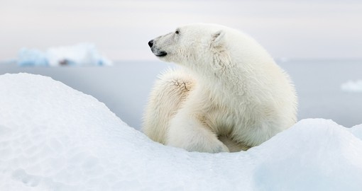 Being one of the fiercest and elusive predators in the world, the polar bear is a animal that anyone would be lucky to see on their Arctic Vacation