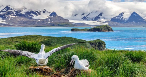 The wandering albatross, with the largest wingspan of any bird on earth, visits South Georgia to breed