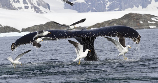 Christmas in Antarctica will be a whale of a time