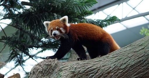 Red Panda at the Singapore View