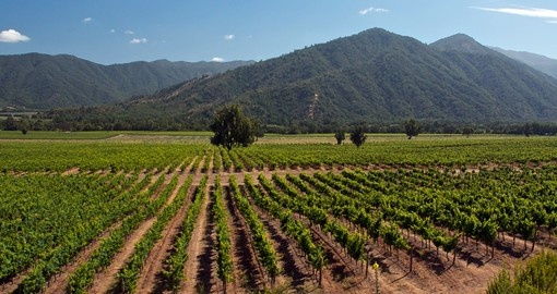 Explore a vast winery with local guides on this Chile tour