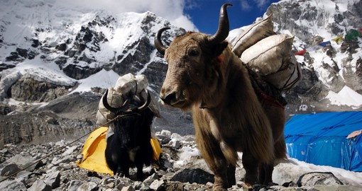 Yaks carrying supplies to Mt. Everest base camp