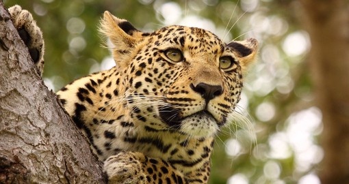 A Leopard high up in tree is a great sight to see on all South Africa tours.