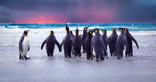 King penguins are the largest and most beautiful to be found on the Falkland Islands