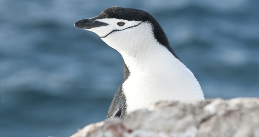 A curious chinstrap penguin