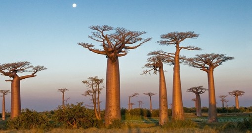 Baobab trees in Morondava - a popular spot to visit on all Madagascar vacations.
