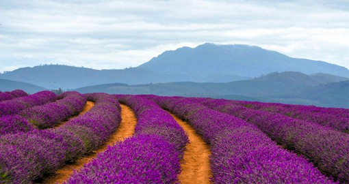Explore the largest commercial plantation of Lavandula angustifolia in the world on your next Vacations