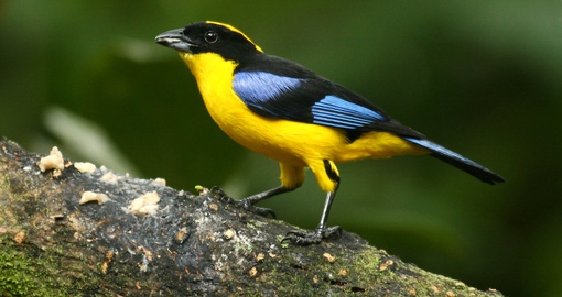 Blue-winged mountain tanager, one the thousands of bird species found in the Amazon