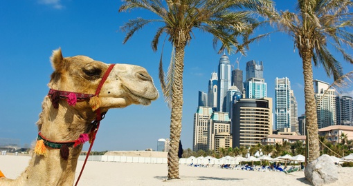 Camel catching some rays on a beach in Dubai