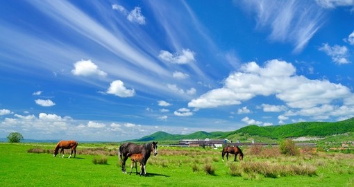Gazing horses in the countryside
