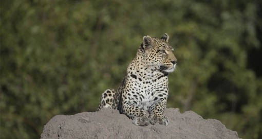 See Leopards and other members of the Big 5 on your Botswana Safari