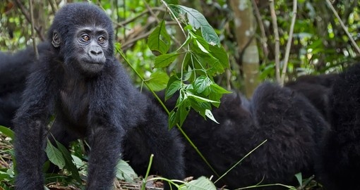 Meet young mountain gorillas and watch their interaction during your next trip to Rwanda.