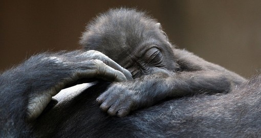 A sleeping gorilla