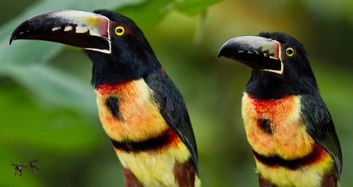 Aracari toucan in the rainforest