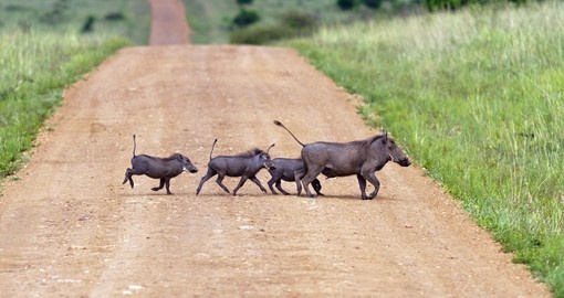 Family of warthogs entertain on your Kenya Safari