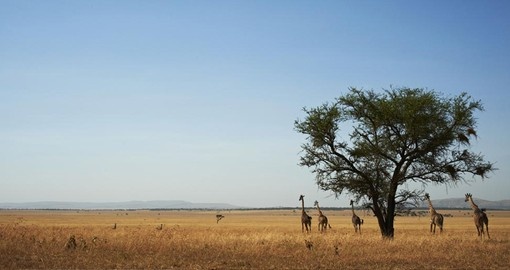 Your Tanzania Safari visits the Serengeti National Park