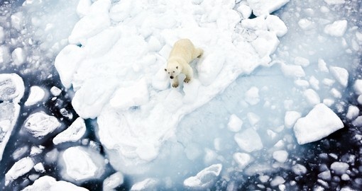 On your Arctic Vacation you may encounter a polar bear floating on a ice cap throughout the ocean