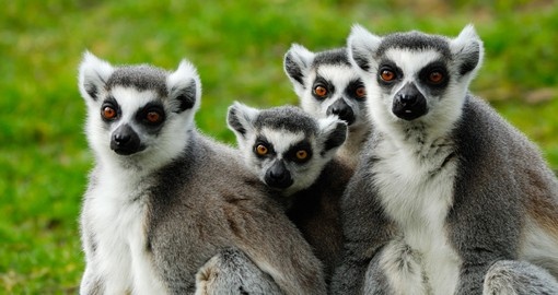 Cute ring-tailed lemur family