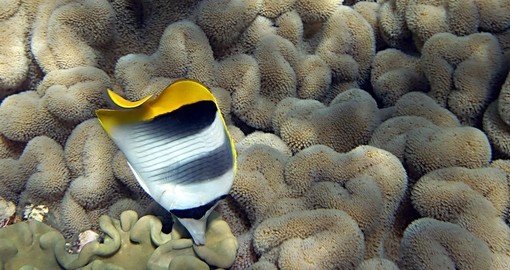 You might be able to watch Double Saddle Butterfly Fish swim on your next trip to Australia.