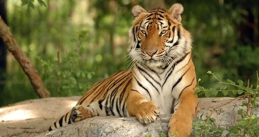A Tiger in India