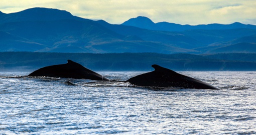 Watch Humpback whales along the Garden Rout during your South Africa vacation