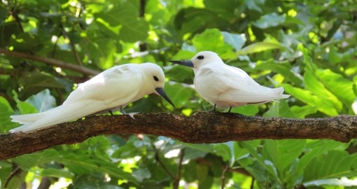 The White Tern is a beautiful sea bird a seen on all islands in the Seychelles