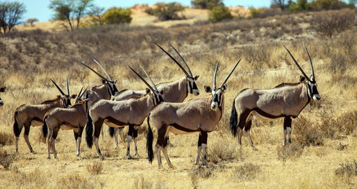 The gemsbok or oryx are a common sight in the arid Kalahari