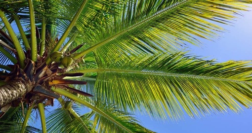 Coconuts on beautiful palm tree