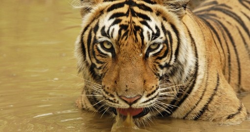 Tiger sitting and drinking water in a water hole