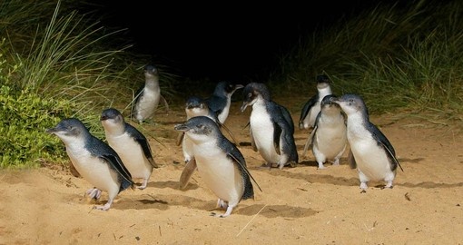 Witness the Penguin Parade on Philip Island during your Australia Vacation