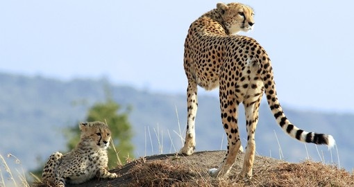 A cheetah and cub, Masai Mara