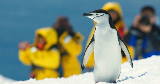 Antarctica is a photographer's ultimate Christmas present