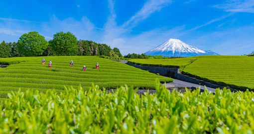 Shizuoka is the largest tea-producing area in Japan