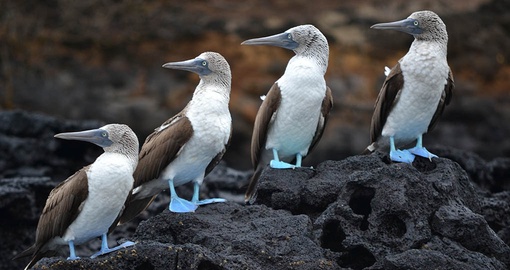 Get to know and love the Blue Footed Booby on your Ecuador Tour