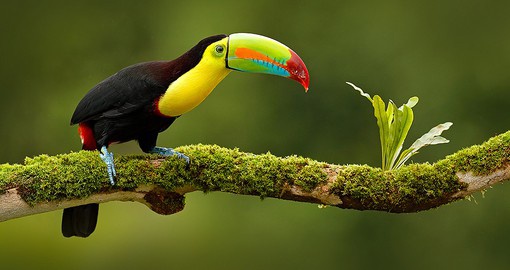 Costa Rica is home to 903 bird species including the Keel-billed toucan