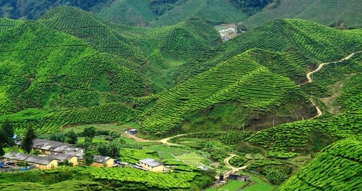 Drive through the small tea plantation towns that dot the Cameron Highlands on your Malaysia Tour
