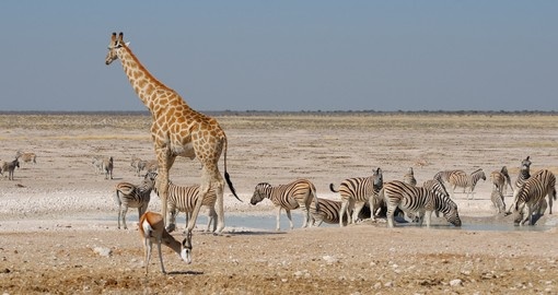 Discover animal life in the Namib desert.
