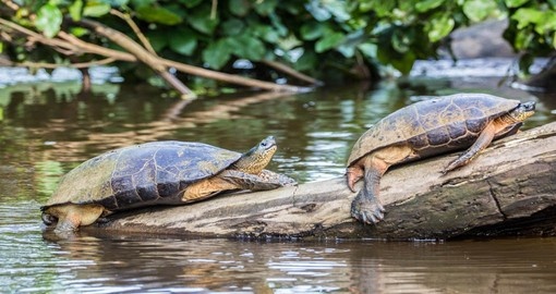 A visit to Tortuguero National Park is part of your Costa Rica vacation package