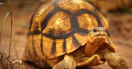 Angonoka or Ploughshare Tortoise