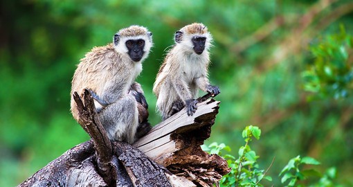 Vervet monkeys make for a great photo opportunity while on your Zimbabwe vacation.