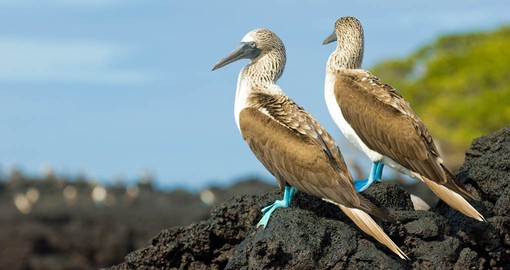 Female Blue Footed Boobies tend to pick the males with the bluest feet as their mates