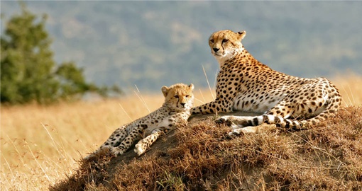 Explore the Masai Mara National Reserve on your Kenya Vacation