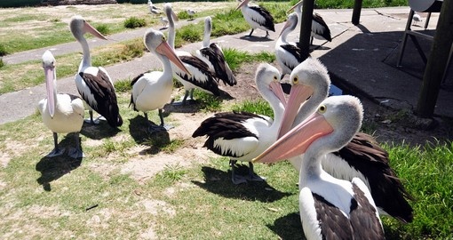 Local Spot-billed pelicans